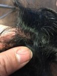 perruque homme Longueuil Rive-Sud de Montréa-RJOCoiffure.coml